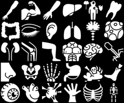 Anatomy icons montage